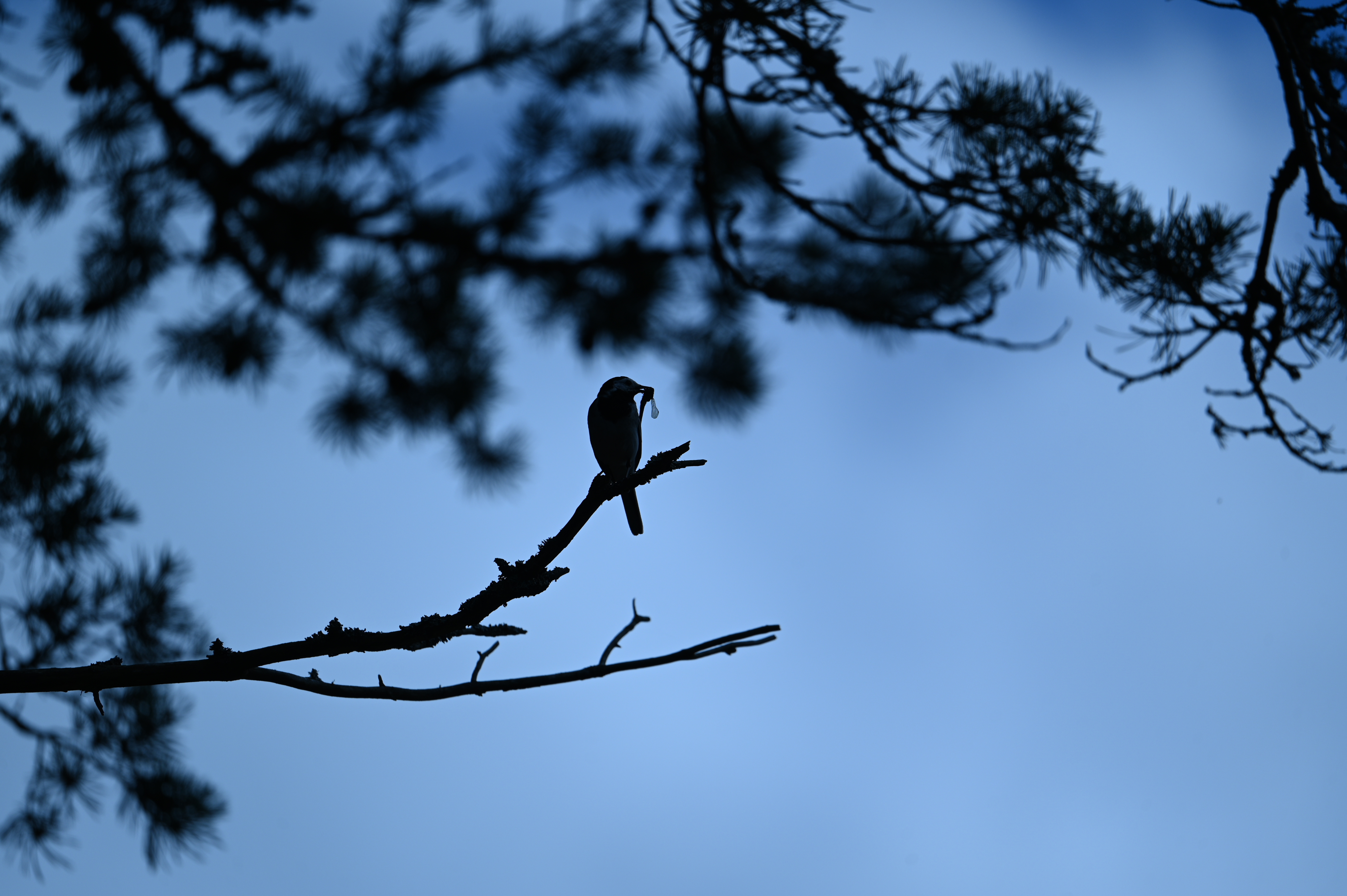 2025/07/09-14 - trip/DSC_0370.JPG